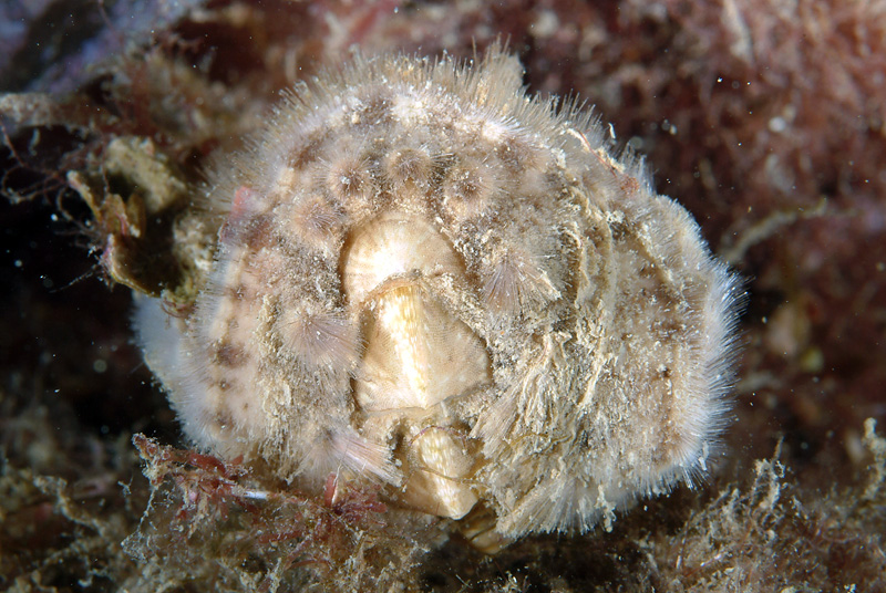 Acanthochitona fascicularis